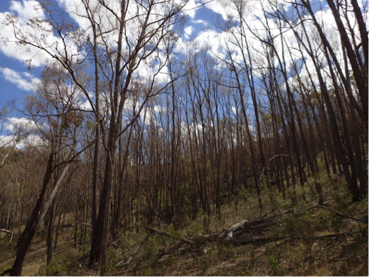 Are more Aussie trees dying of drought? Scientists need your help spotting dead trees