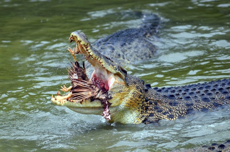 saltwater crocodile Australia