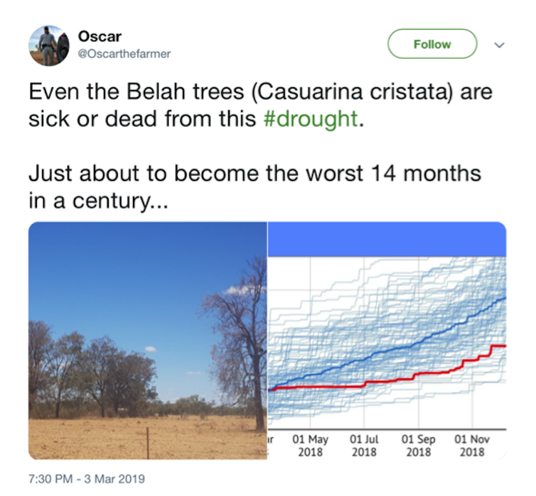 Are more Aussie trees dying of drought? Scientists need your help spotting dead trees