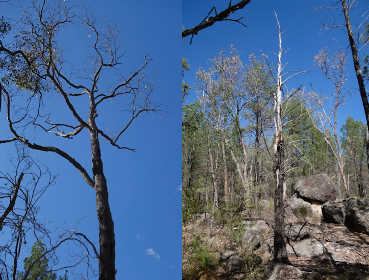 Are more Aussie trees dying of drought? Scientists need your help spotting dead trees
