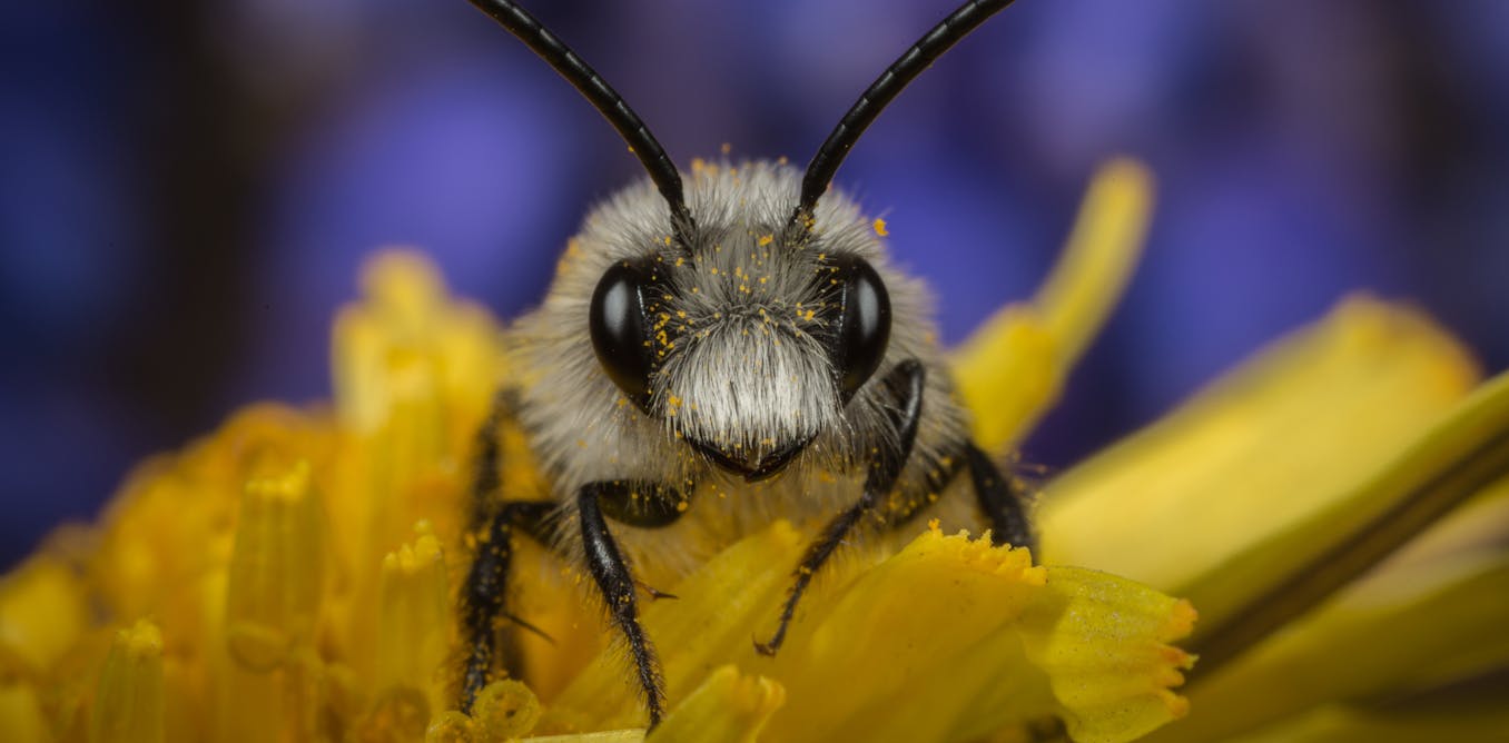Insects: species that prefer crops prosper while majority decline