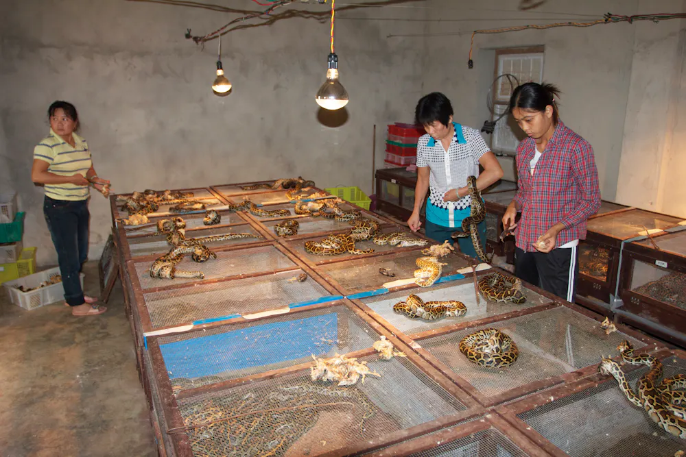 Chinese Python Farm Banning exotic leather in fashion hurts snakes and crocodiles in the ...