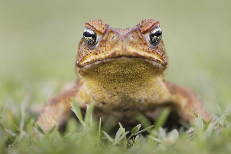 What is a waterless barrier and how could it slow cane toads?