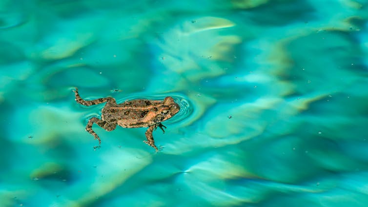 What is a waterless barrier and how could it slow cane toads?