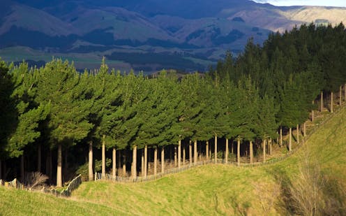 NZ's environmental watchdog challenges climate policy on farm emissions and forestry offsets