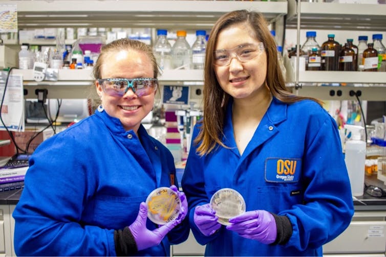 Paige Mandelare dan Molly Austin dengan bakteri yang mereka kumpulkan dari microbiome ikan.Loesgen Lab, CC BY-ND