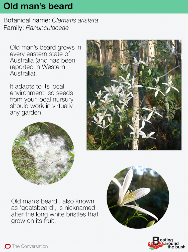 Old man's beard is a star climber for Australian gardens