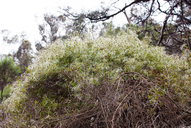 Old man's beard is a star climber for Australian gardens