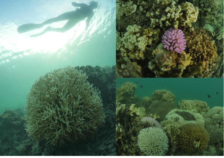 Bleaching has struck the southernmost coral reef in the world