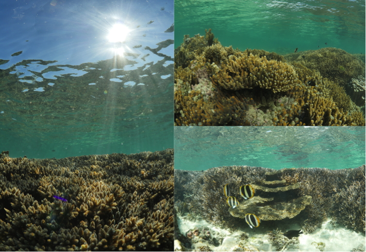 Bleaching has struck the southernmost coral reef in the world