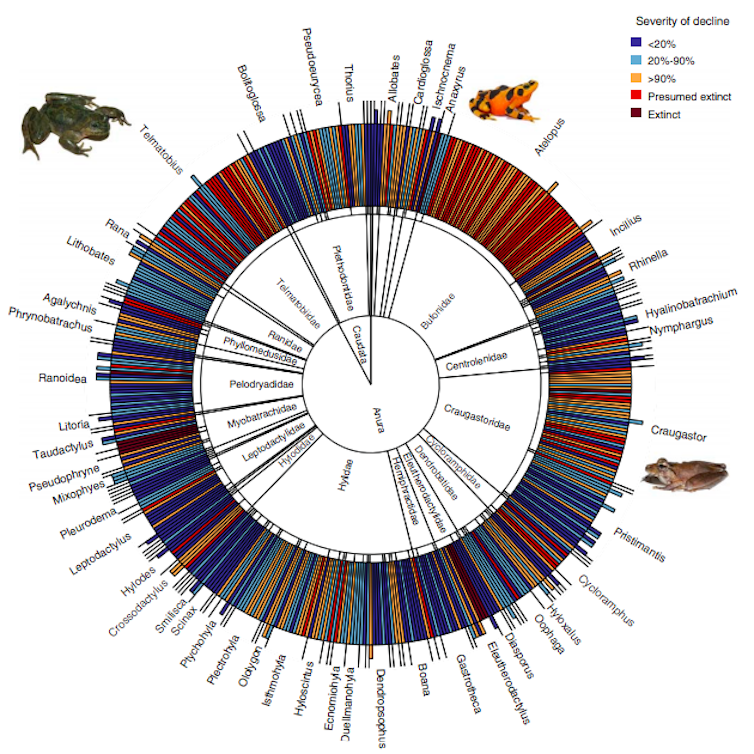 Deadly frog fungus has wiped out 90 species and threatens hundreds more