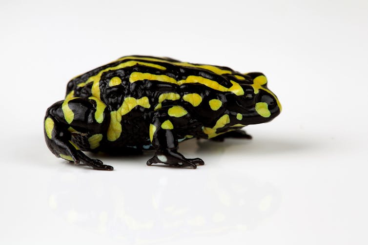 Deadly frog fungus has wiped out 90 species and threatens hundreds more