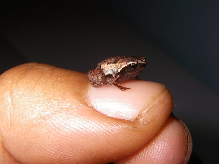 An adult male “Mini mum”, one of the world’s smallest frogs, rests on a fingernail with room to spare.Dr Andolalao Rakotoarison