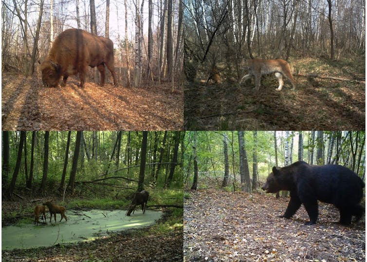 Bisonte europeo (Bison bonasus), lince boreal (Lynx lynx), alces (Alces alces) y oso pardo (Ursus arctos) fotografiados por las cámaras del proyecto TREE dentro de la zona de exclusión de Chernóbil (Ucrania). Proyecto TREE/Sergey Gaschack