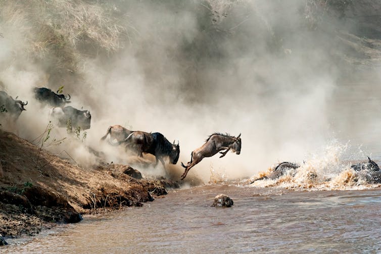 The Serengeti-Mara ecosystem is home to the famous wildebeest migration.Susan Schmitz/Shutterstock