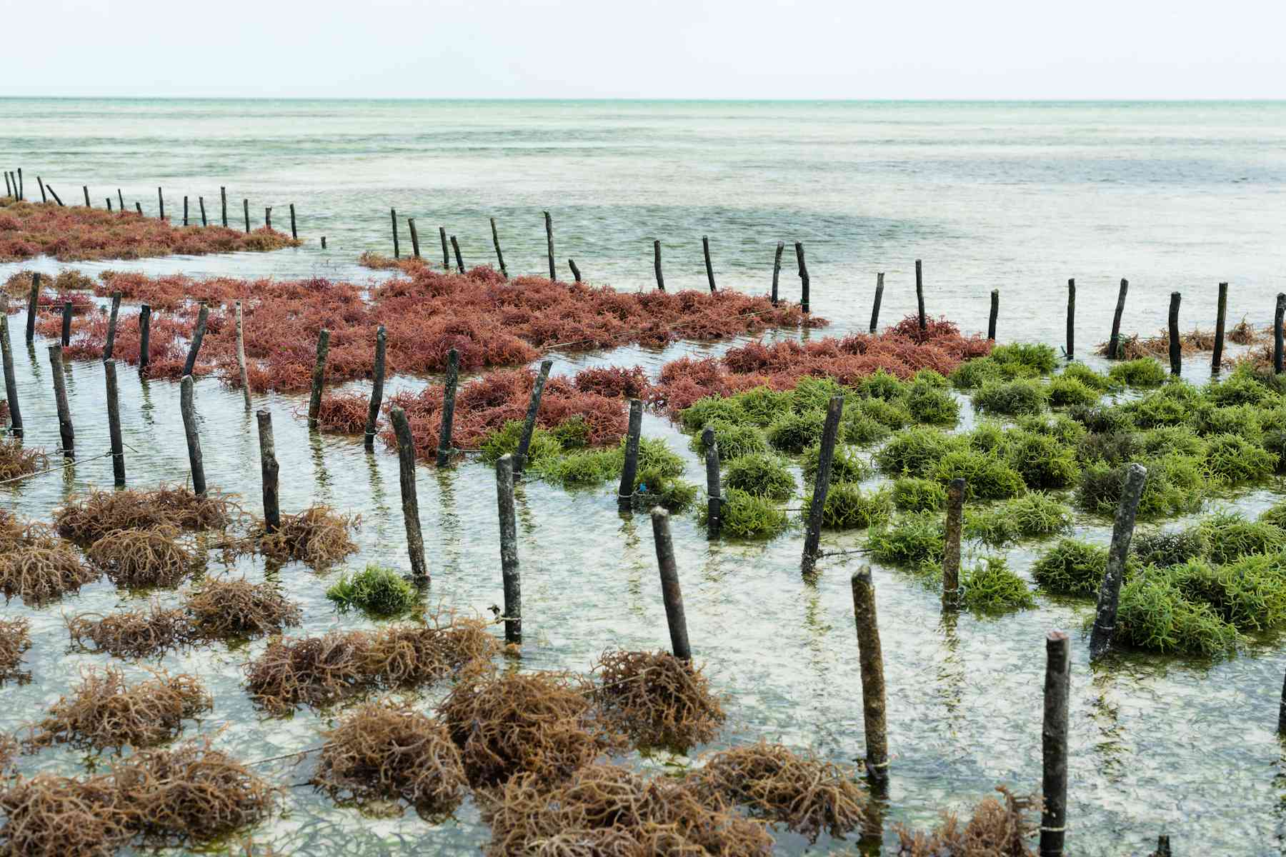 Feeding farm animals seaweed could help fight antibiotic resistance and