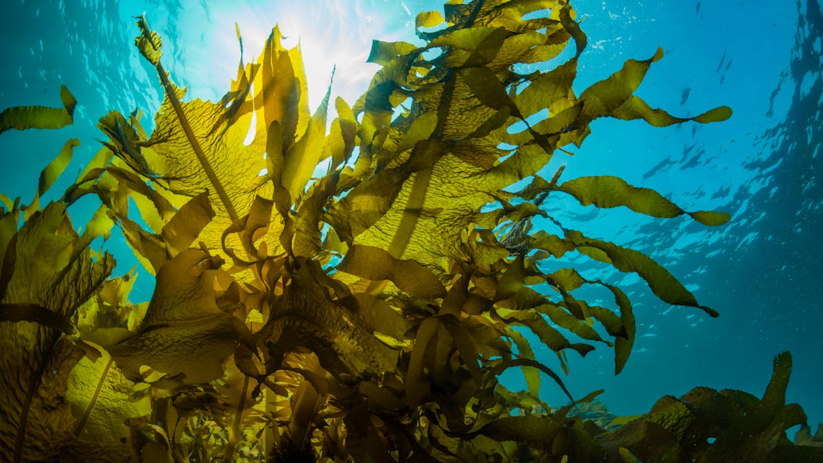 food made from seaweed and microalgae