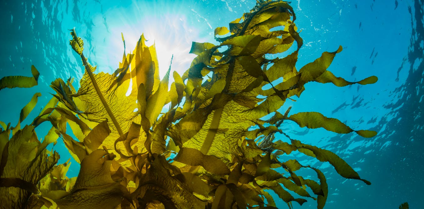 Can chickens eat grapes? Feeding farm animals seaweed could help fight antibiotic resistance and