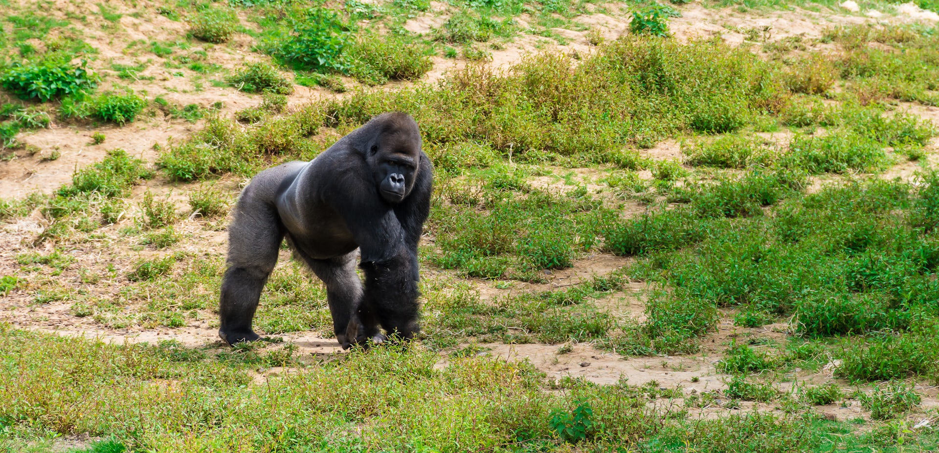 Rwanda’s Gorillas Have Figured Out Where to Find Their Sodium Fix. but It’s Dangerous