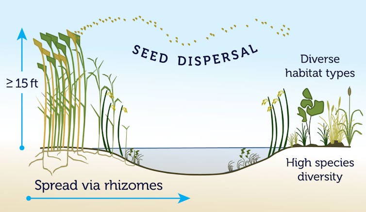 As climate change erodes US coastlines, an invasive plant could become an ally