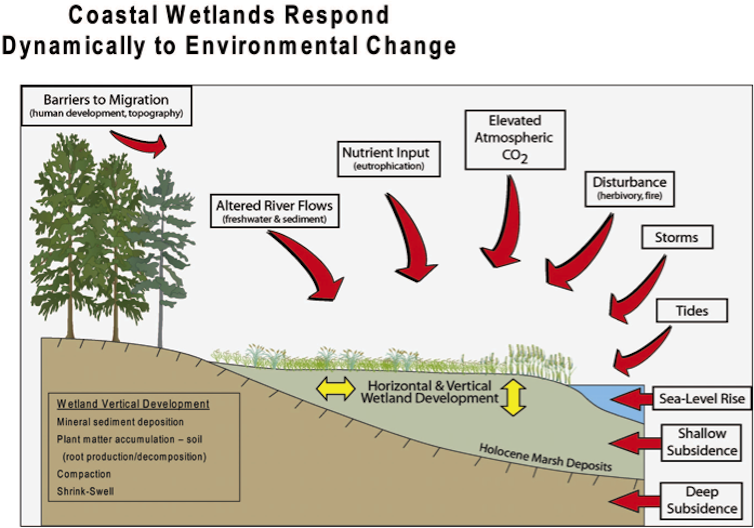 As climate change erodes US coastlines, an invasive plant could become an ally