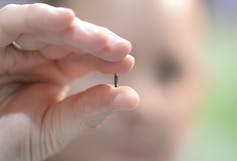 What your pet's microchip has to do with the Mark of the Beast