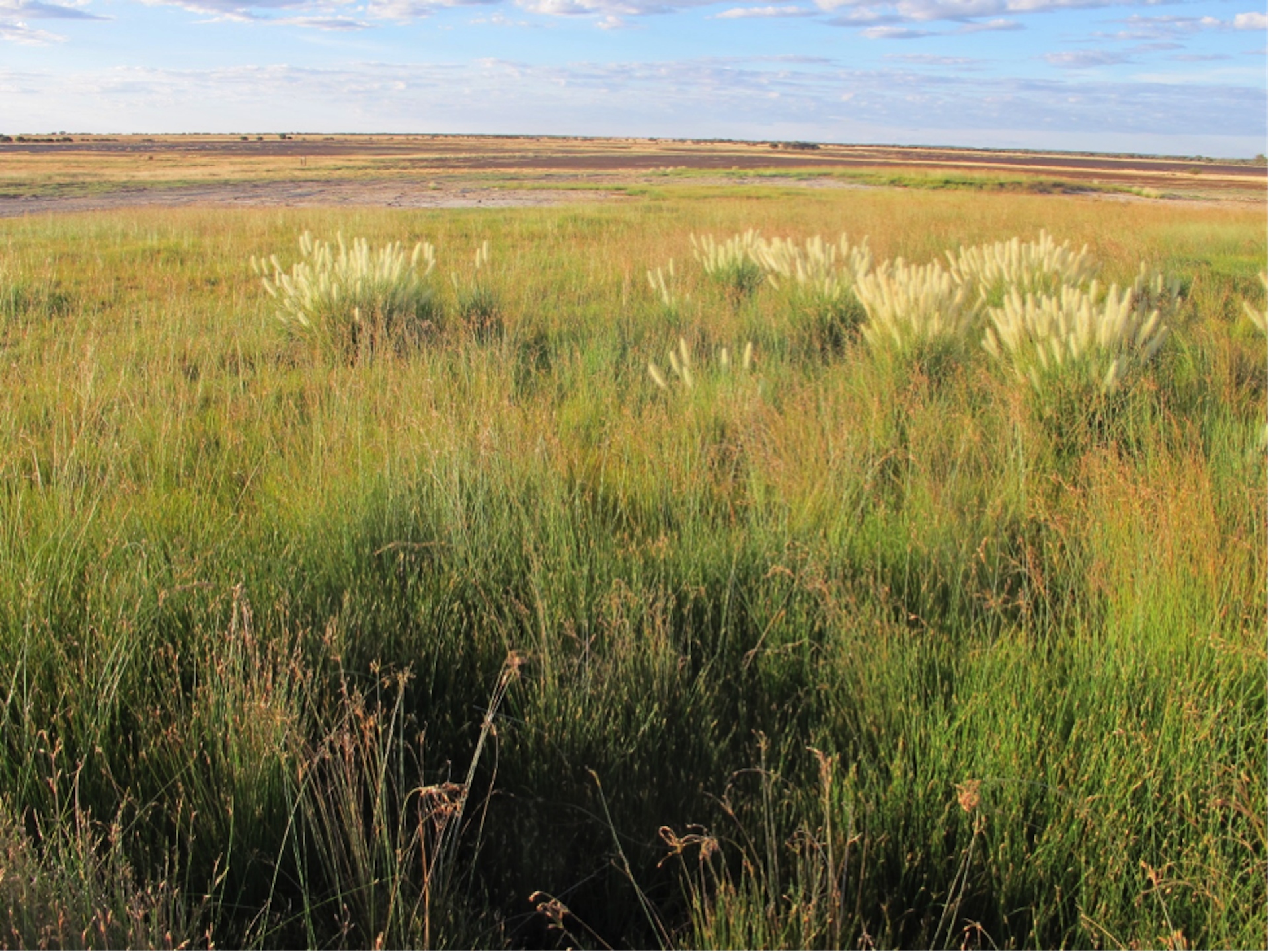 The swamp foxtail's origin is hidden in its DNA