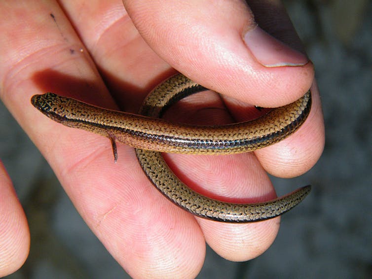 The first known case of eggs plus live birth from one pregnancy in a tiny lizard