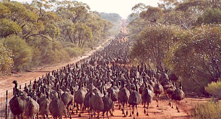 From Australia to Africa, fences are stopping Earth's great animal migrations