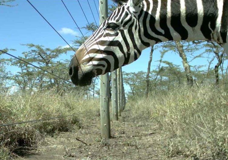 From Australia to Africa, fences are stopping Earth's great animal migrations