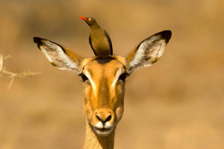 From Australia to Africa, fences are stopping Earth's great animal migrations