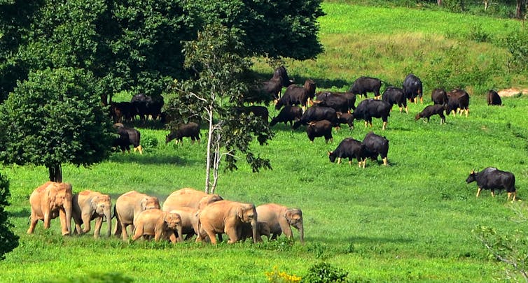 From Australia to Africa, fences are stopping Earth's great animal migrations