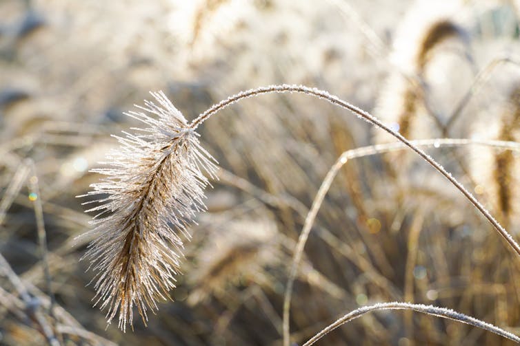 The swamp foxtail's origin is hidden in its DNA