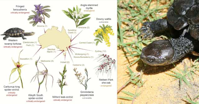 australian plants and animals