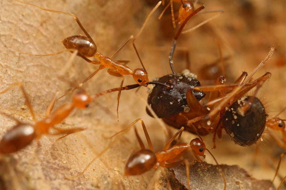 Les fourmis de feu sur le point d'envahir l'Europe - UP' Magazine