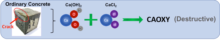 Calcium-munching bacteria could be a secret weapon against road salt eating away at concrete roads and bridges