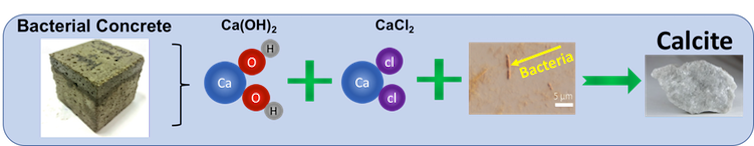 Calcium-munching bacteria could be a secret weapon against road salt eating away at concrete roads and bridges