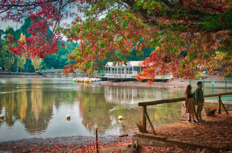 Why climate change will dull autumn leaf displays