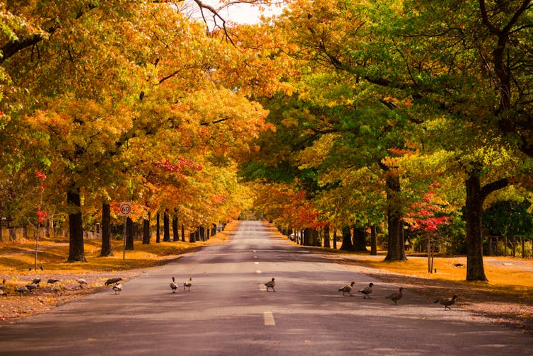 Why climate change will dull autumn leaf displays