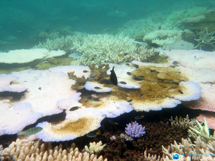 Coral reproduction on the Great Barrier Reef falls 89% after repeated bleaching
