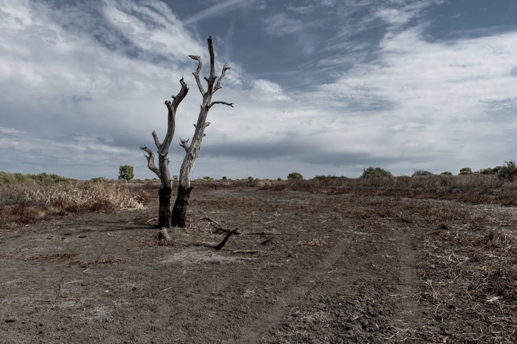 Australia’s 2018 environmental scorecard: a dreadful year that demands action