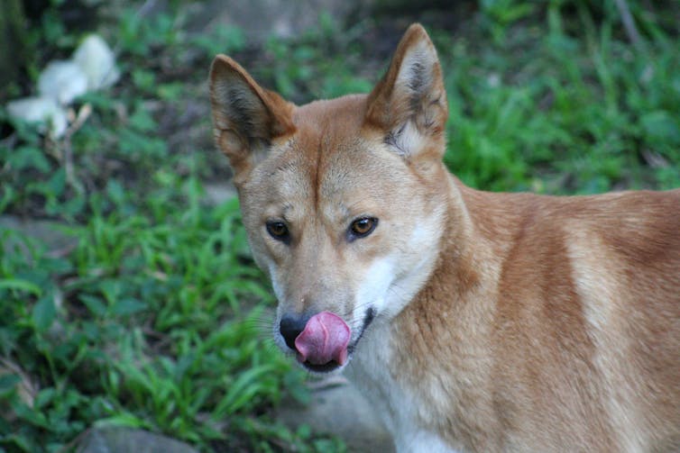 Like cats and dogs: dingoes can keep feral cats in check