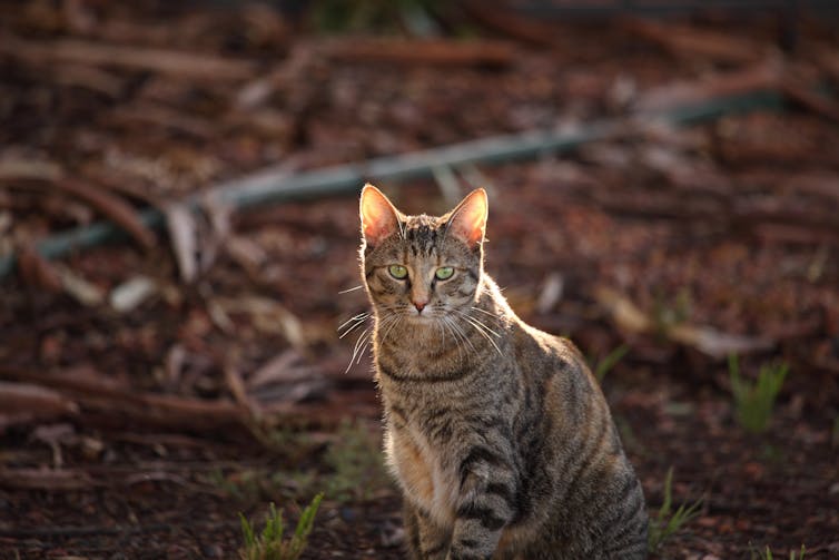 Like cats and dogs: dingoes can keep feral cats in check