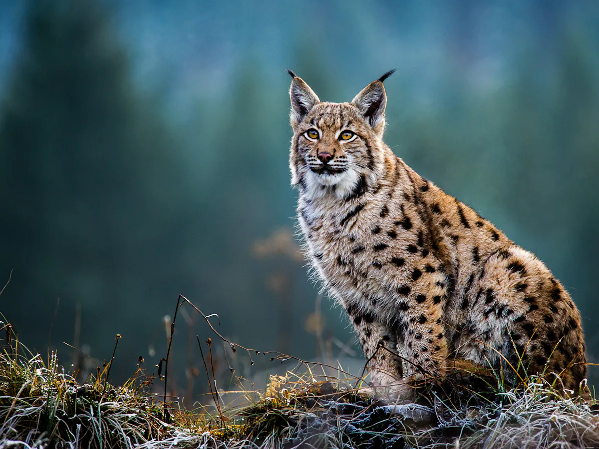 Eurasian Lynx How Our Computer Model Highlighted The Best Site For Restoring This Wild Cat To Scotland