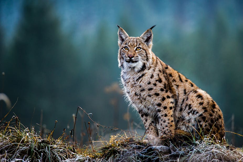 「Lynx cat」の画像検索結果