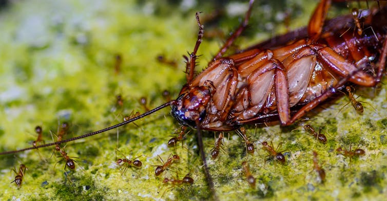 Invasive ants: federal budget takes aim but will it be a lethal shot?