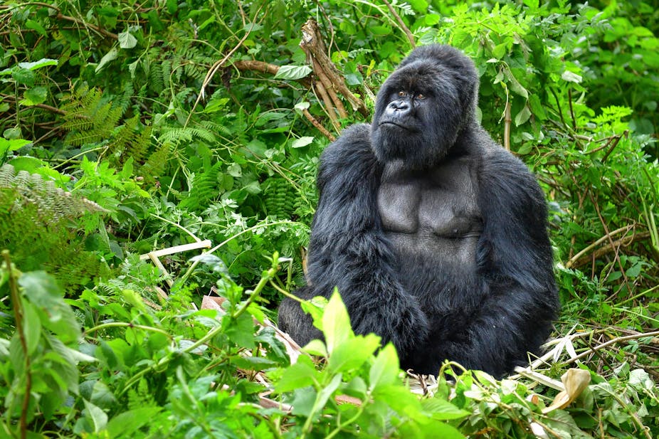 Rwanda S Gorillas Have Figured Out Where To Find Their Sodium Fix But It S Dangerous