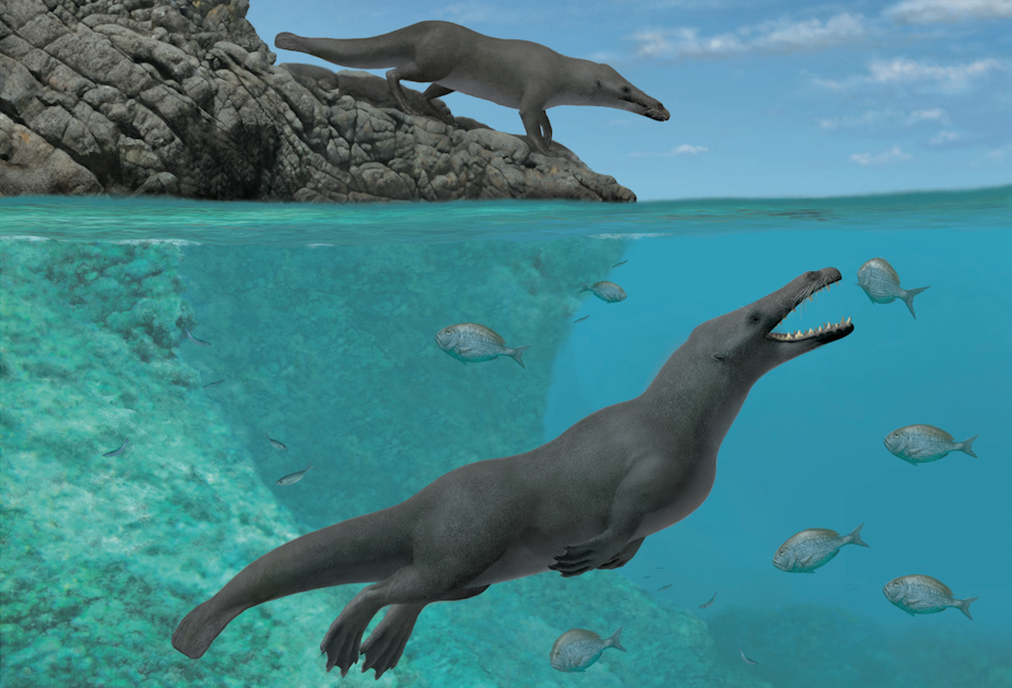 Ancient four-legged whales once roamed land and sea