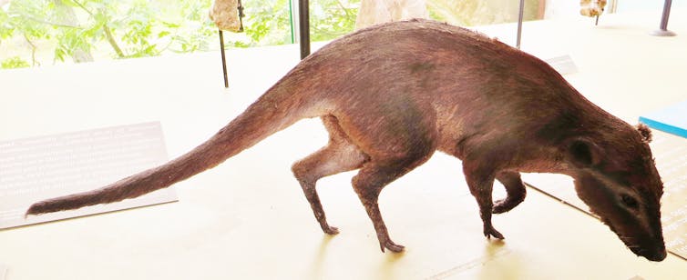 Indohyus, a furry ancestor of modern whales
