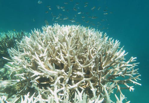 Grande Barriere De Corail 90 De Nouveaux Coraux En Moins Depuis 16 Grande Barriere De Corail 90 De Nouveaux Coraux En Moins Depuis 16